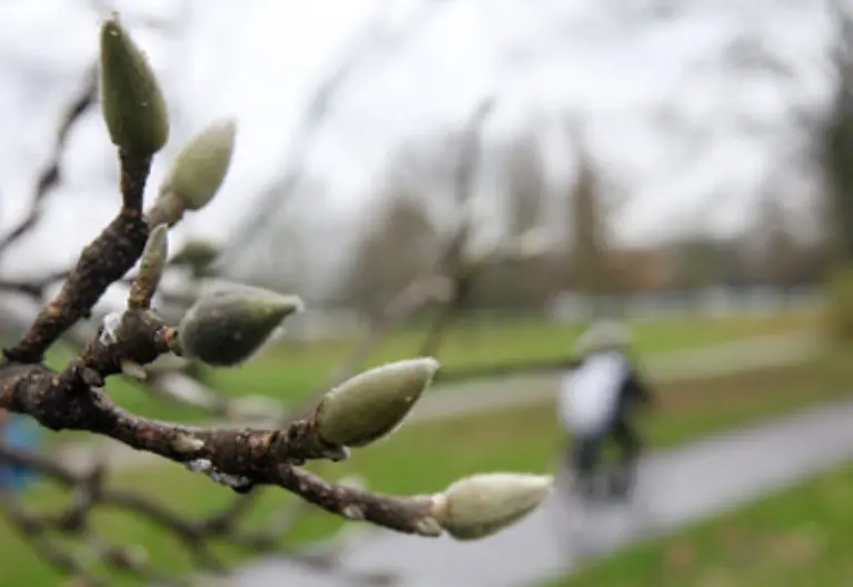 In-der-Regel-ist-es-unmittelbar-vor-Winterstuermen-auffaellig-warm-allerdings-folgt-nicht-auf-jede-waermere-Phase-zwangslaeufig-auch-ein-Sturm