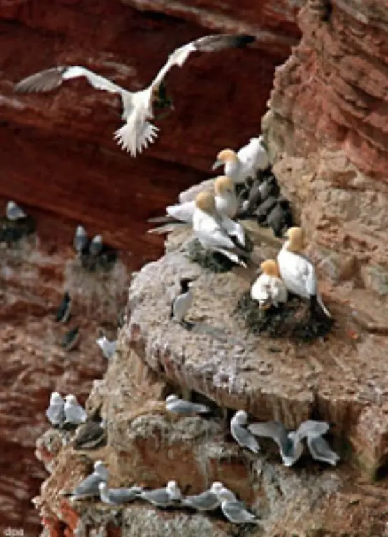 Jaehrlich-verenden-ueber-eine-Million-Seevoegel