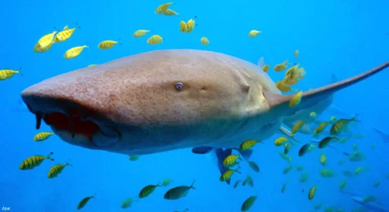 und-100-000-Meeressaeuger-qualvoll-durch-den-Muell