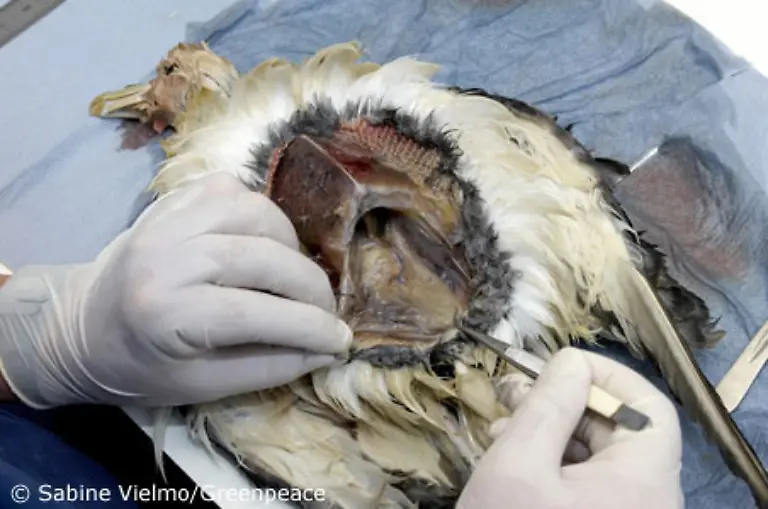 oder-verhungern-weil-ihre-Maegen-mit-Plastik-verstopft-sind-beklagt-Antje-Helms-Meeresbiologin-bei-der-Umweltschutzorganisation-Greenpeace