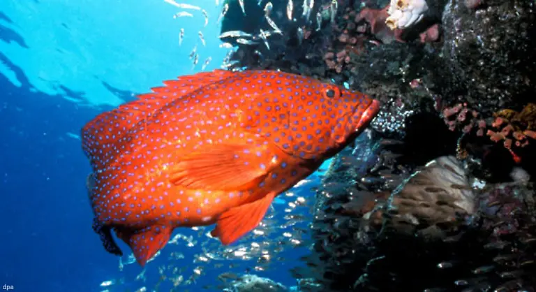 Meerestiere-die-diese-Plastik-mit-Nahrung-verwechseln-und-fressen-speichern-die-Gifte-in-ihrem-Koerper