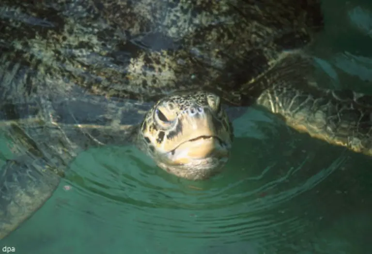 Tiere-und-Menschen-am-Ende-der-Nahrungskette