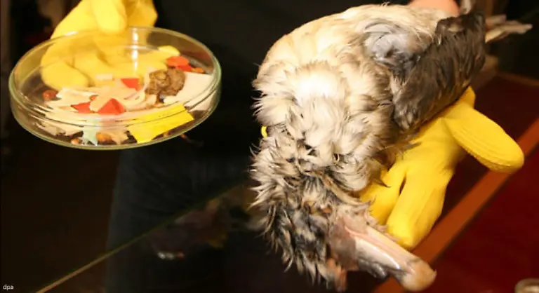 Was-einmal-von-der-Stroemung-erfasst-wird-bleibt-somit-aeusserst-lange-in-dem-gigantischen-Muell-Mahlstrom