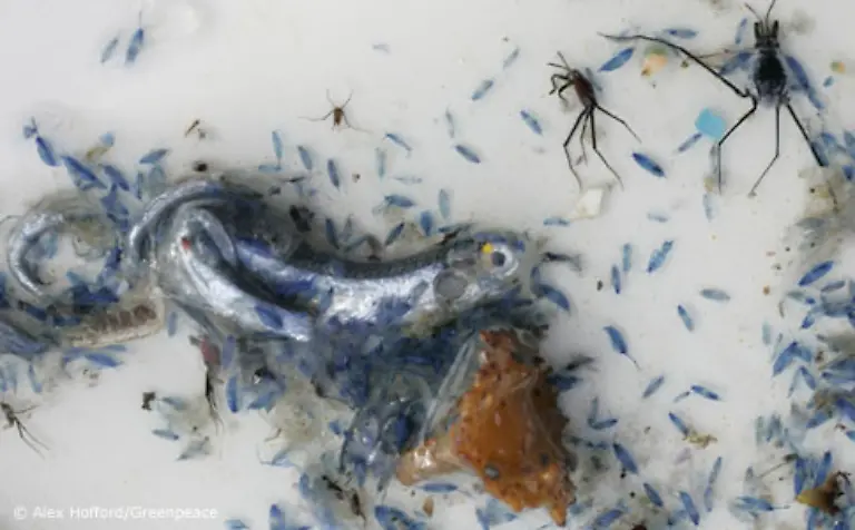 dass-weltweit-mehr-als-260-Tierarten-nachweislich-dem-Muell-zum-Opfer-fallen