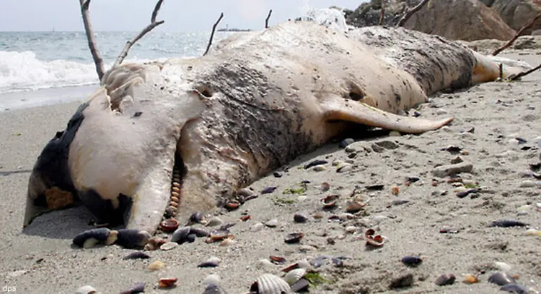 Zu-den-Opfern-zaehlen-neben-Meeressaeugern-und-Fischen-auch