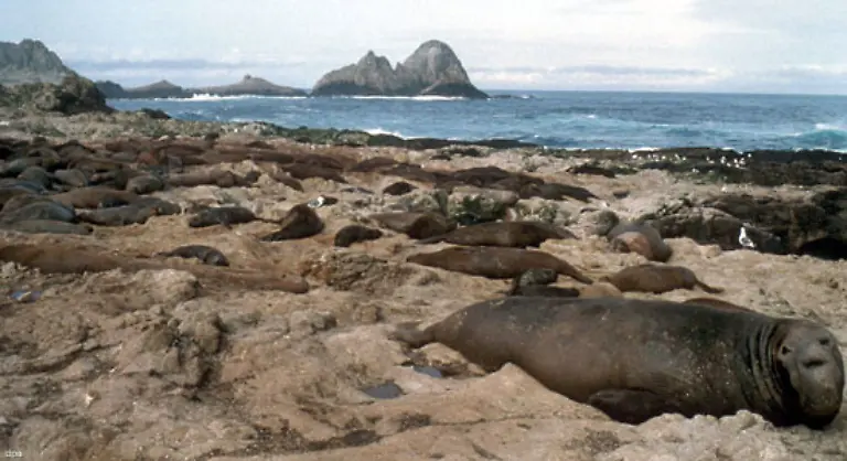 Robben-und-Seeloewen