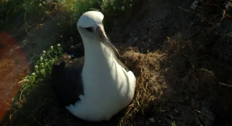 den-Vogeleltern-als-Futter-zum-Nest-bringen