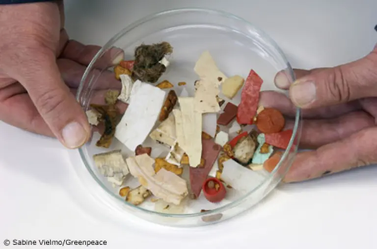 in-97-Prozent-der-untersuchten-Nordsee-Eissturmvoegel-Plastikteile-in-den-Maegen