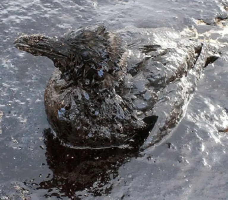 Die-Weltmeere-sind-nicht-nur-durch-die-regelmaessigen-Oelkatastrophen-bedroht