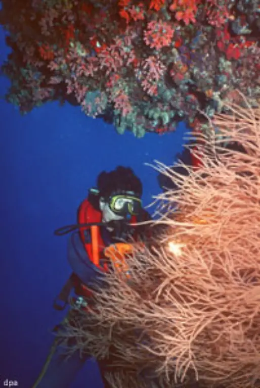 oder-das-Korallensterben