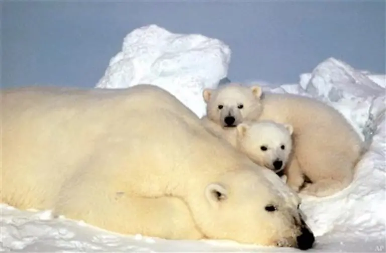 Eisbaeren-leben-am-Treibeis-des-Nordpolarmeeres-und-den-umgebenden-arktischen-Landstrichen-Hier-finden-sie-eigentlich-ausreichend-Nahrung-und-die-Moeglichkeit-ihre-Schneehoehlen-zu-bauen