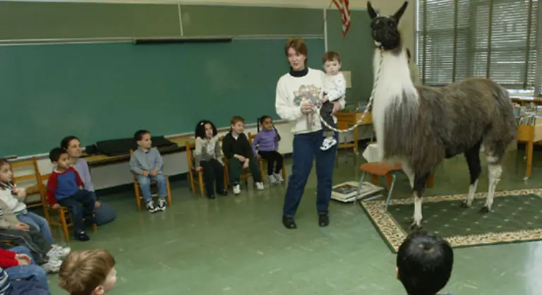 Kein-Kind-wird-gezwungen-sich-mit-etwas-Bestimmtem-zu-beschaeftigen-Abgesehen-von-gemeinsamen-Aktivitaeten-wie-dem-Essen-oder-wie-hier-einem-spontanen-Lama-Besuch-gilt-die-freie-Wahl-der-Arbeit-Wenn-man-sie-nur-laesst-so-der-Ansatz-von-Montessori-kommen-die-Kinder-irgendwann-von-selbst