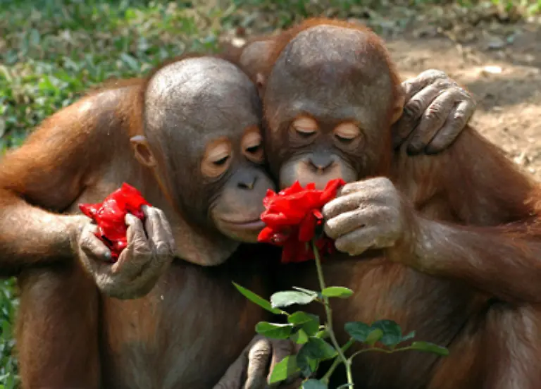 Rot-ist-die-Farbe-des-Feuers-des-Blutes-der-Busse-und-natuerlich-der-Liebe