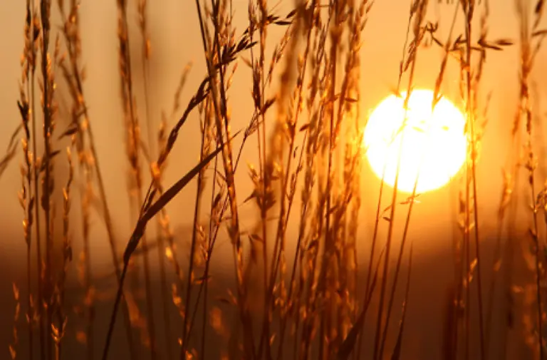 Gelb-ist-aber-vor-allem-die-Farbe-der-Sonne