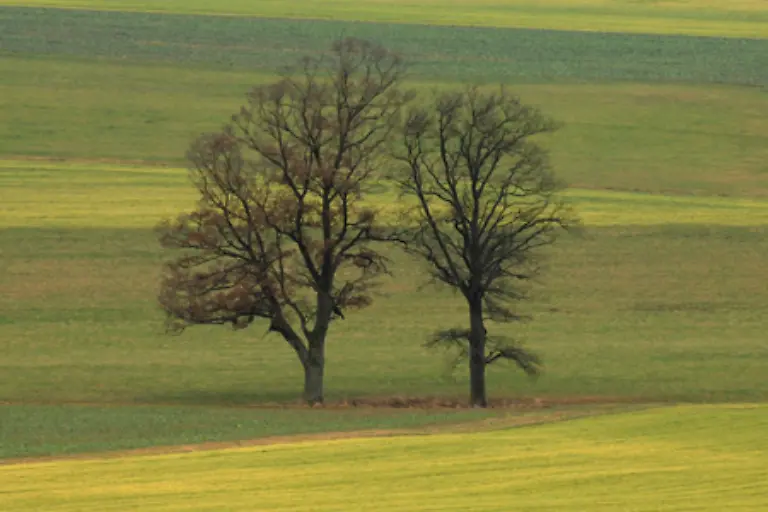 Vom-Gelb-zur-Grundfarbe-Gruen-Es-ist-die-Hauptfarbe-der-Vegetation-Mit-ihr-wird-Leben-und-Wachstum-assoziiert-Gruen-ist-die-Farbe-der-Hoffnung