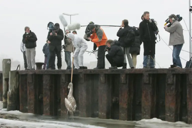 Verliehen-werden-die-Preise-von-der-Landesvertretung-Rheinland-Pfalz-in-Zusammenarbeit-mit-dem-Bundesverband-Deutscher-Zeitungsverleger-Auf-den-zweiten-Platz-kam-Christian-Charisius-Reuters-mit-der-Bergung-eines-toten-Schwans-an-der-Ostsee-waehrend-der-Vogelgrippe