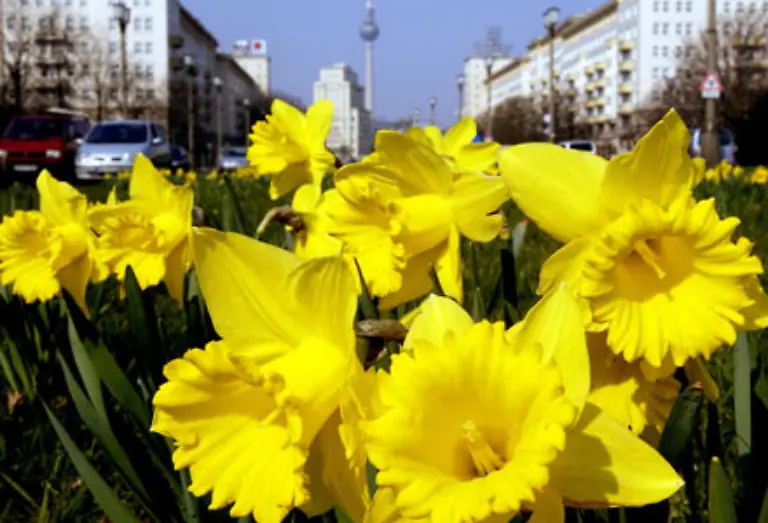 Richtung-Suedosten-nimmt-vom-Alex-die-einstige-Prachtstrasse-der-DDR-die-Karl-Marx-Allee-ihren-Anfang