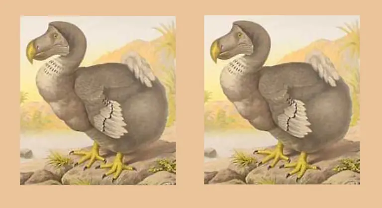 Das-bekannteste-Tier-der-Insel-ist-leider-schon-seit-Jahrhunderten-ausgestorben-Der-Dodo-war-ein-etwa-ein-Meter-grosser-flugunfaehiger-Vogel-Er-galt-als-dumm-tolpatschig-und-lahm-was-wohl-auf-seine-Figur-zurueckgefuehrt-wurde