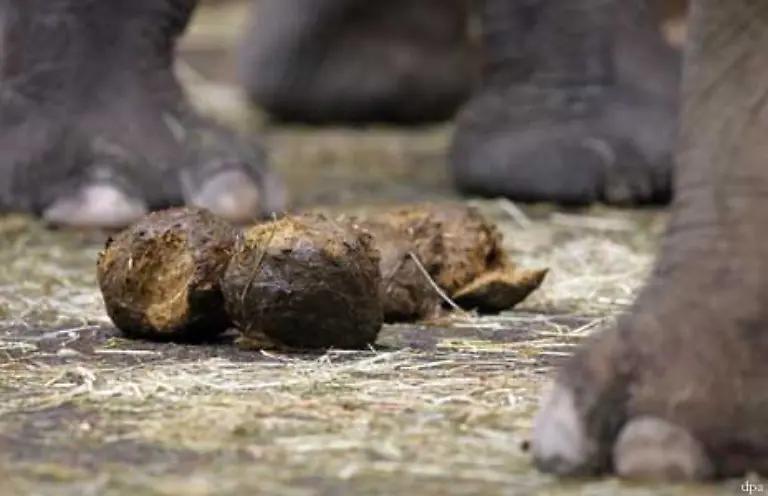 Als-Rohstoffe-fuer-die-Gewinnung-von-Biogas-stehen-die-in-der-Landwirtschaft-anfallenden-tierischen-Exkremente-als-Guelle-und-Mist-in-Verbindung-mit-Einstreu-und-Futterresten-zur-Verfuegung