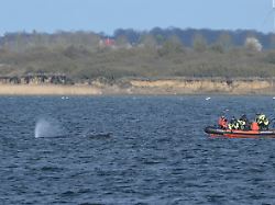 Greenpeace und Polizei vor Ort: Buckelwal sitzt vor Wismar erneut fest