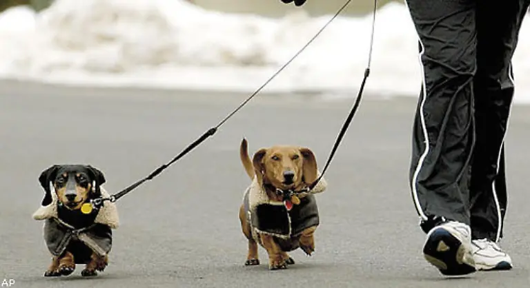 Wie-alle-Hundeexperten-weiss-Honslek-dass-es-einer-Rasse-nicht-unbedingt-gut-bekommt
