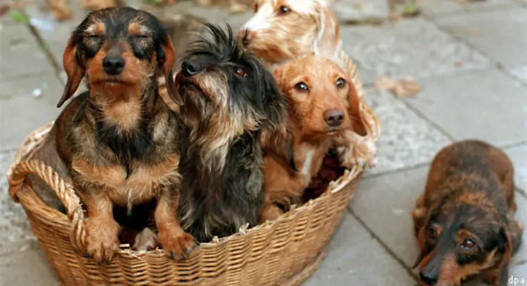 Etwa-500-bis-600-Euro-kosten-die-Tiere-Honslek-mag-am-Dackel-besonders-dass-er-eigenstaendig-und-ein-bisschen-dickkoepfig-ist