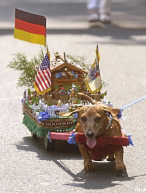 Die-15-bis-20-Kilo-schwere-Wurst-auf-Beinen-deren-Bauch-kaum-Abstand-zum-Boden-hat-ist-laut-Honslek-uebrigens-eine-amerikanische-Variante