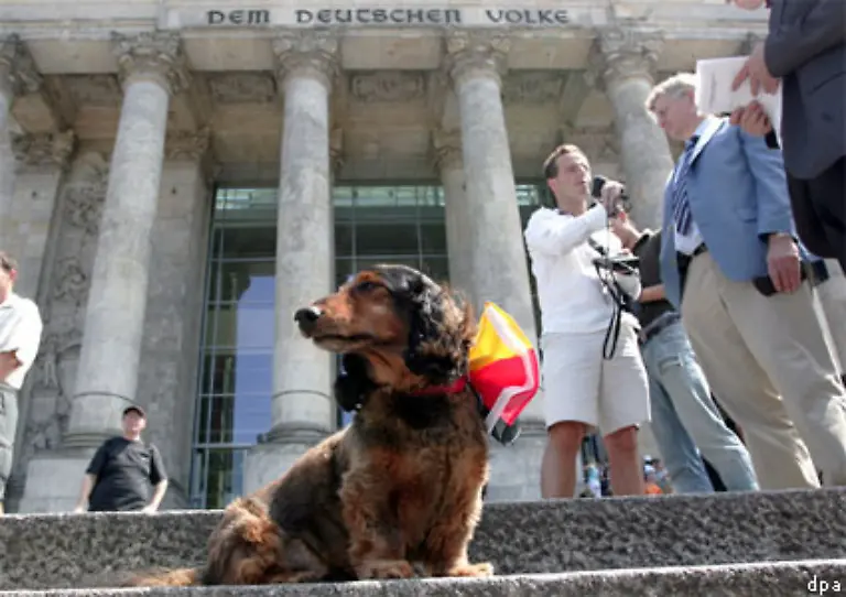 Der-deutsche-Dackel-hat-ein-Idealgewicht-von-kernigen-neun-Kilogramm