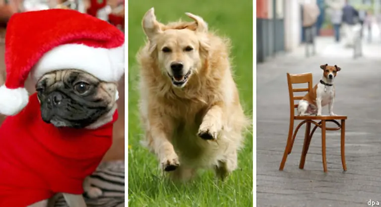 Zum-Beispiel-vom-Mops-vom-Golden-Retriever-oder-vom-Jack-Russell-Terrier