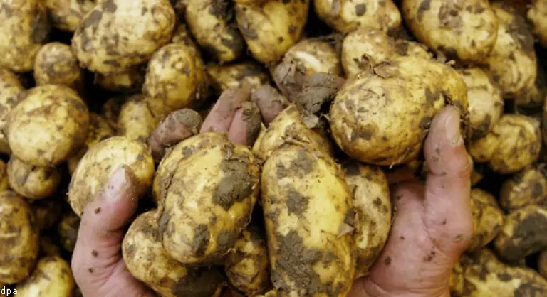 Jetzt-geht-es-wieder-los-Hobbygaertner-raeumen-ihre-Regale-leer-und-legen-Kartoffeln-rein-damit-die-Knollen-vorkeimen-bevor-sie-dann-fruehestens-im-April-ausgepflanzt-werden