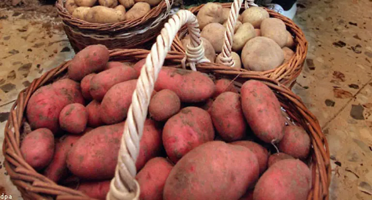 Schon-im-Juni-koennen-in-milden-Regionen-sehr-fruehe-Sorten-geerntet-werden-Mittelfruehe-Sorten-kommen-ab-August-auf-den-Tisch-spaete-Sorten-erst-im-September