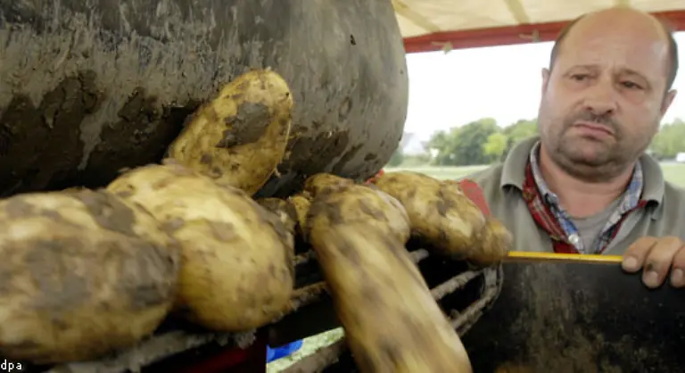 Urspruenglich-kommt-die-Kartoffel-aus-Suedamerika-Die-vermutlich-aeltesten-Spuren-stammen-von-der-chilenischen-Insel-Chilo-und-sollen-rund-15-000-Jahre-alt-sein