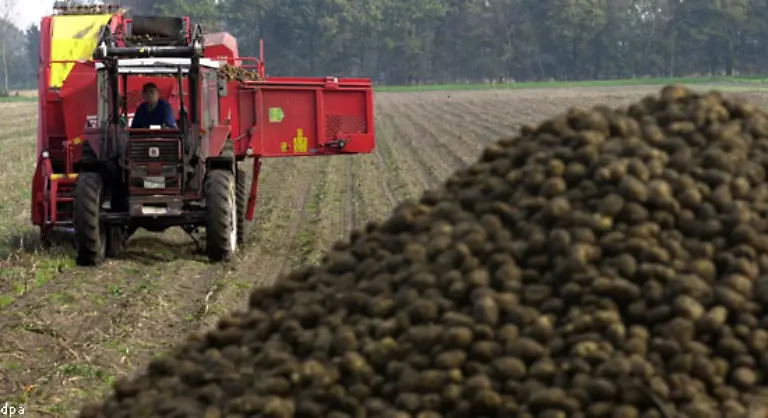Die-in-Spanien-verbreitete-Bezeichnung-patata-wurde-von-vielen-europaeischen-Sprachen-uebernommen-Auch-in-Deutschland-wurden-die-Erdaepfel-zunaechst-Batate-genannt