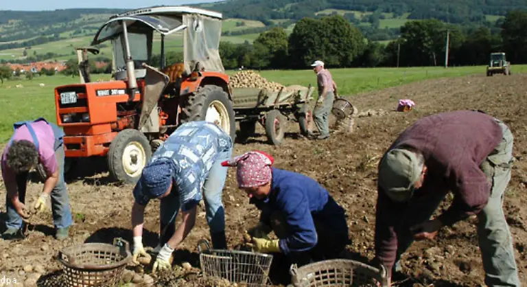 Im-17-Jahrhundert-setzte-sich-jedoch-die-Bezeichnung-Kartoffel-durch-Der-Name-leitet-sich-ab-von-im-italienischen-Wort-fuer-Trueffel-tartufolo-wie-Trueffel-muessen-Kartoffeln-aus-dem-Boden-gezogen-werden