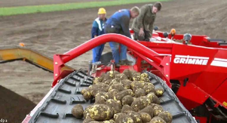 Noch-in-der-zweiten-Haelfte-des-16-Jahrhunderts-tauchte-die-Kartoffel-in-anderen-europaeischen-Laendern-auf-in-Portugal-Frankreich-und-Italien-in-England-Irland-und-Schottland-1588-in-Wien-spaeter-auch-in-den-Niederlanden-und-in-Deutschland