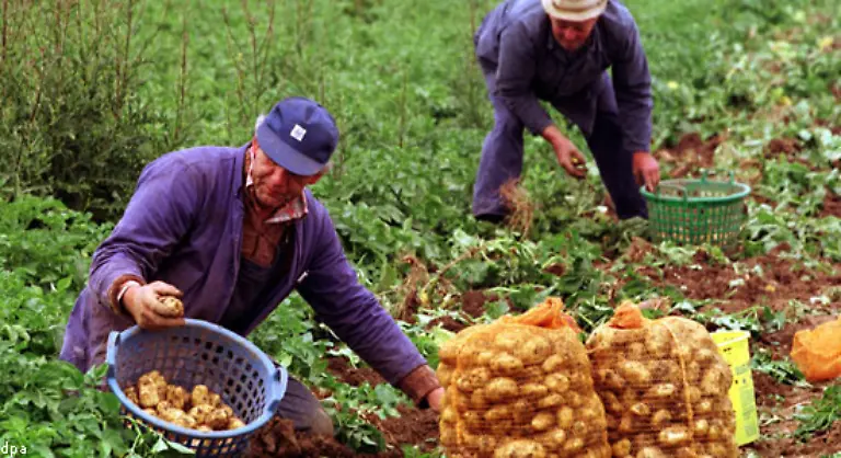 Ihren-lateinischen-Name-erhielt-die-Kartoffel-von-einem-Schweizer-Botaniker-Caspar-Bauhin-nannte-die-Pflanze-Solanum-tuberosum-esculentum-zu-Deutsch-essbarer-knolliger-Nachtschatten
