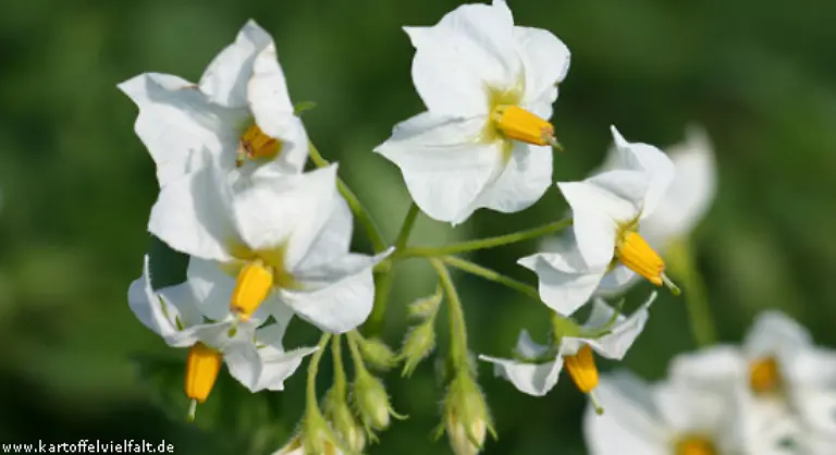 Die-Europaeer-sahen-in-der-Kartoffel-zunaechst-weniger-eine-Nutzpflanze-als-eine-botanische-Besonderheit-Den-Adeligen-gefielen-vor-allem-die-zarten-Blueten-der-Kartoffelpflanze
