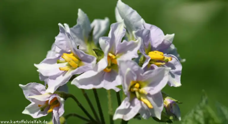 Kartoffeln-fanden-daher-nicht-im-Gemuesebeet-sondern-in-botanischen-Gaerten-ihren-Platz-Dort-ergoetzte-man-sich-am-Duft-der-Patata-feine-Nasen-erkennen-dass-Kartoffelblueten-ein-Vanille-Aroma-ausstroemen