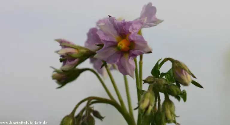 Koenigin-Marie-Antoinette-1755-1793-trug-mit-Vorliebe-einen-Kranz-von-Kartoffelblueten-im-Haar-Der-preussische-Kurfuerst-Friedrich-Wilhelm-liess-die-bezaubernde-Pflanze-in-seinem-Lustgarten-anbauen