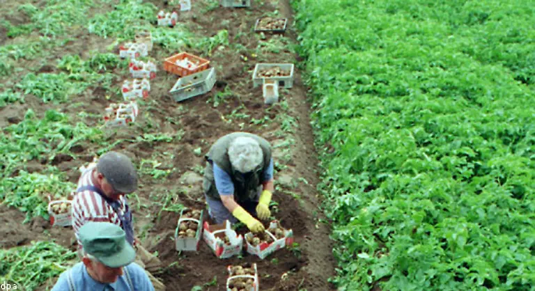 Wenn-Kartoffelfruechte-gekostet-wurden-dann-waren-es-nicht-selten-die-oberirdischen-Kartoffelaepfel-Diese-jedoch-sind-giftig-ein-Umstand-der-bei-der-Verbreitung-der-Kartoffel-als-Nutzpflanze-nicht-gerade-half