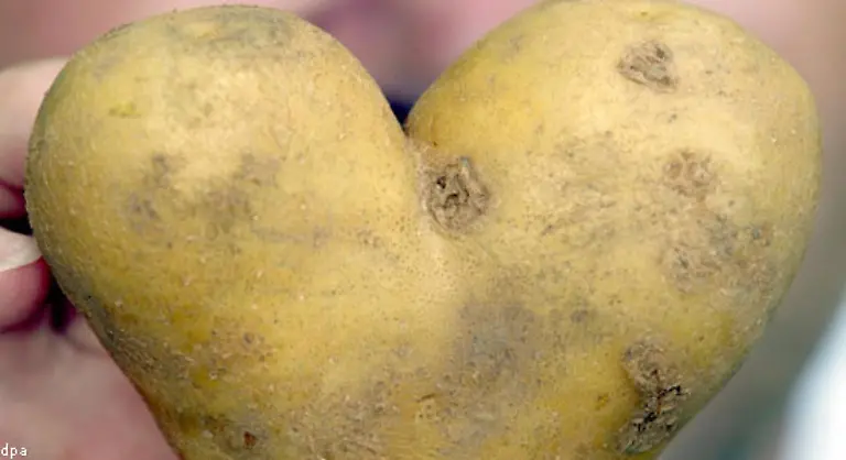 1756-erliess-er-seinen-ersten-Kartoffelbefehl-Darin-hiess-es-Wo-nur-ein-leerer-Platz-zu-finden-ist-soll-die-Kartoffel-angebaut-werden-da-diese-Frucht-nicht-allein-sehr-nuetzlich-zu-gebrauchen-sondern-auch-dergestalt-ergiebig-ist-dass-die-darauf-verwandte-Muehe-sehr-gut-belohnt-wird