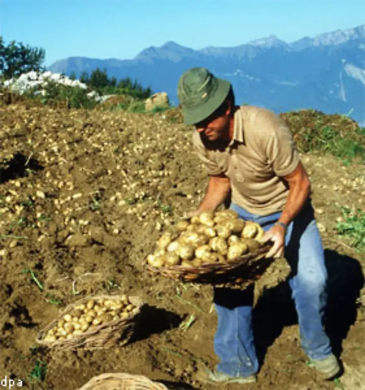 Schlechte-Getreideernten-in-den-Jahren-1770-und-1771-halfen-bei-der-Verbreitung-der-Kartoffel-in-Deutschland