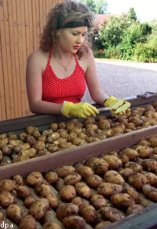 Aus-dem-18-Jahrhundert-stammt-das-Image-der-Kartoffel-das-Brot-der-Armen-zu-sein-Damit-waren-auch-die-Blueten-der-Kartoffel-nicht-mehr-attraktiv-die-Kartoffelpflanzen-verschwanden-aus-den-botanischen-Gaerten
