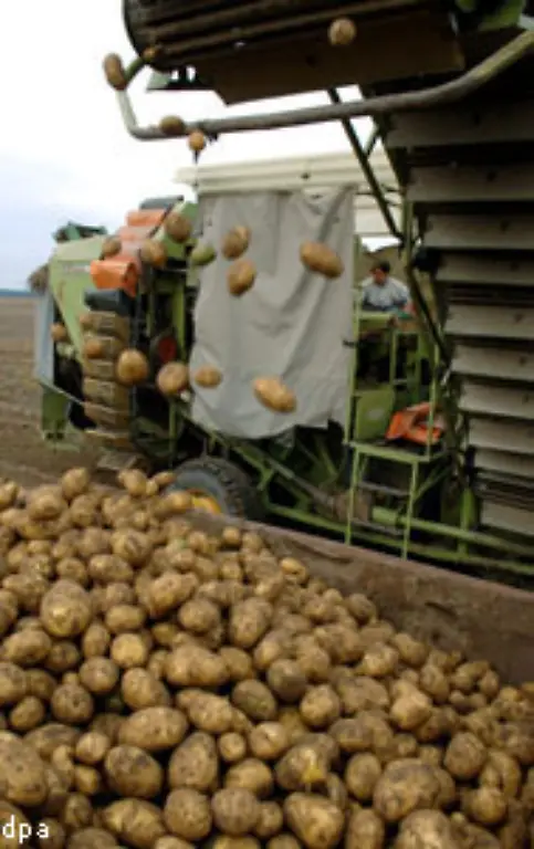 Als-Arme-Leute-Essen-war-die-Kartoffel-nirgends-so-erfolgreich-wie-in-Irland-Schon-im-17-Jahrhundert-loeste-sie-dort-Getreide-als-wichtigstes-Grundnahrungsmittel-ab