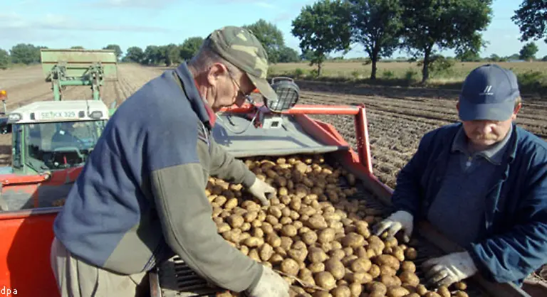 Die-Kartoffel-war-billiger-ertragreicher-und-weniger-aufwaendig-in-der-Zubereitung-Die-Produktion-von-Getreide-in-Irland-hoerte-zwar-nicht-auf-doch-ging-die-Ernte-vor-allem-nach-England