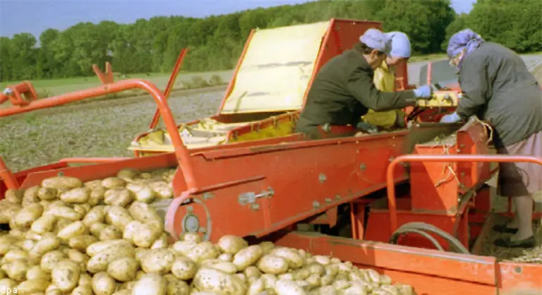 Fuer-Irland-schien-die-Kartoffel-das-ideale-Nahrungsmittel-zu-sein-Kartoffeln-sind-relativ-anspruchslos-und-gedeihen-praktisch-ueberall