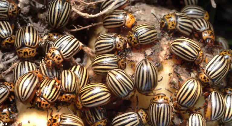 Allerdings-sind-Kartoffeln-auch-anfaellig-fuer-Schaedlinge-wie-den-Kartoffelkaefer-133