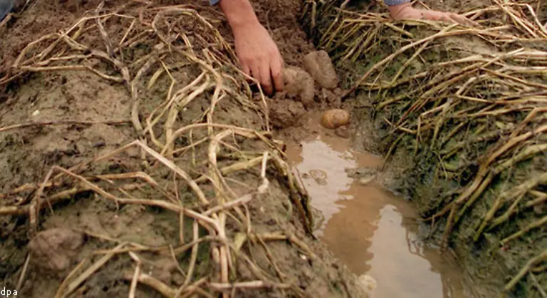 In-Irland-waren-die-Folgen-besonders-verheerend-Die-Untaetigkeit-der-britischen-Regierung-unter-Premierminister-Russell-war-ebenso-gross-wie-die-Abhaengigkeit-der-Landbevoelkerung-von-der-Kartoffel