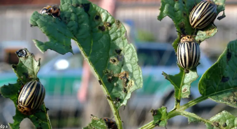 Der-bereits-erwaehnte-Kartoffelkaefer-kommt-urspruenglich-uebrigens-aus-den-USA