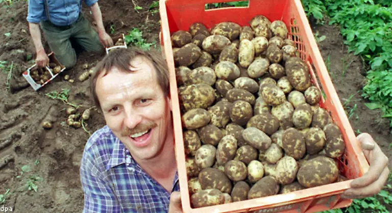 Heute-ist-die-Kartoffel-neben-dem-Brot-in-allen-gemaessigten-Klimazonen-das-Hauptnahrungsmittel-Morgens-rund-mittags-gestampft-abends-in-Scheiben-dabei-soll-s-bleiben-ruehmte-schon-Johann-Wolfgang-Goethe-die-Knolle